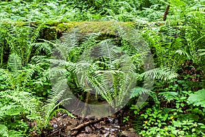 Fern growths in Caucasus forest. Nature close up and background