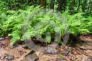 Fern growths in Caucasus forest. Nature close up and background