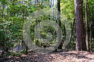 Fern Gully in North Toledo Bend State Park