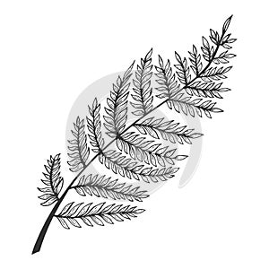 Fern herb sketch engraving vector