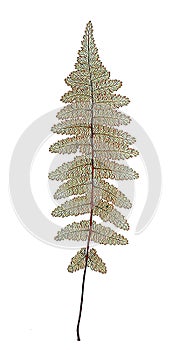 Fern herb withered leaf