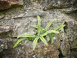 Fern holding onto a rock wall for survival