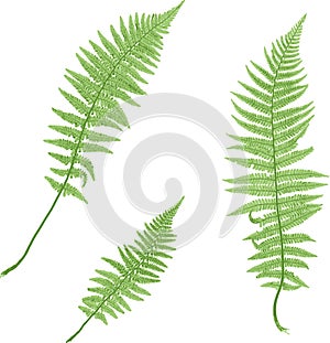 Fern isolated on white.