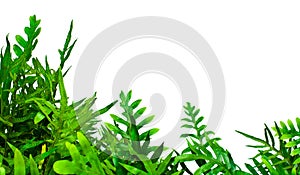 Isolated Jungle Plant img