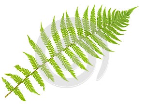 Fern isolated on white, cutout