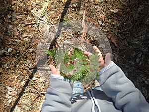 Fern at kid's hands in the forest