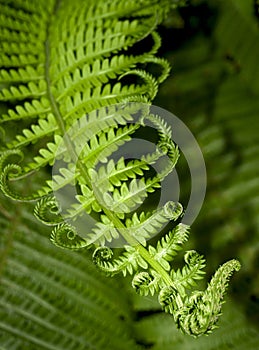 Fern leaf