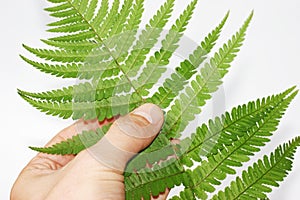 Fern leaf