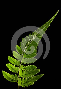 Fern leaf