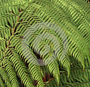 Fern leaf