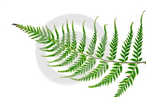 Fern leaf