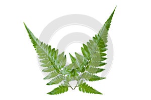 Fern leaf