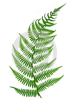 Fern leaf photo