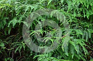 Fern Leaf