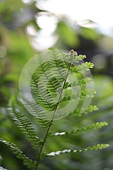 Fern leaf