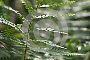 Fern leaf