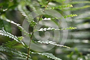 Fern leaf