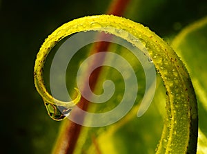 Fern leaf.