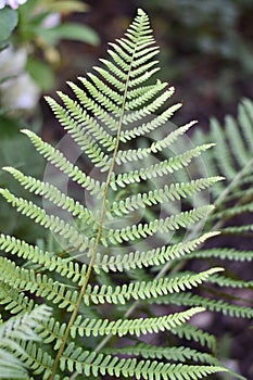 Fern leaf