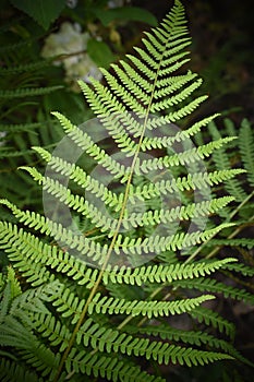 Fern leaf