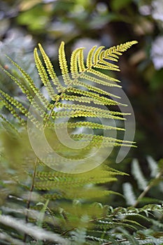 Fern leaf