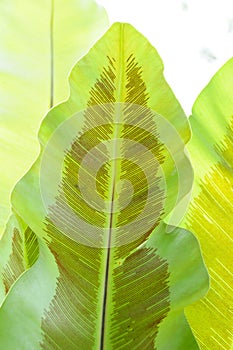 Fern leaf