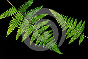 Fern leaf