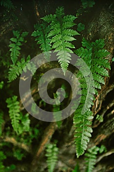 Fern leaf