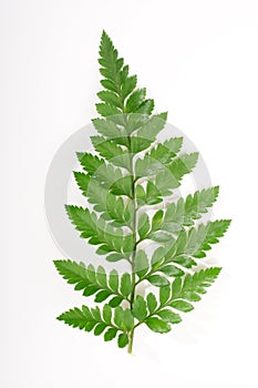 Fern leaf photo