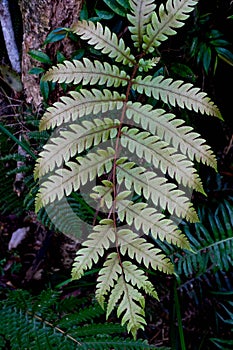 Fern leaf