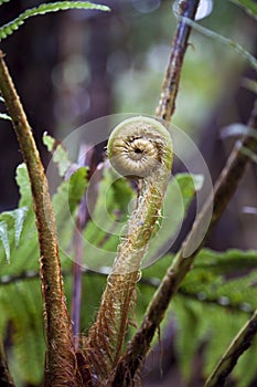 Fern Leaf