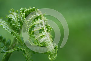 Fern Leaf