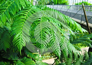 Fern leaf.