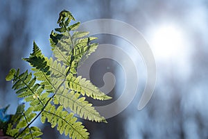 Fern leaf against the blue sky and shines through in the sun.