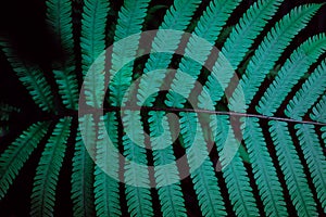 Abstract natural background.