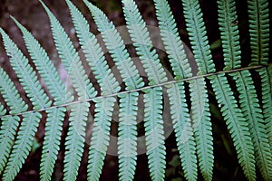 Abstract natural background.