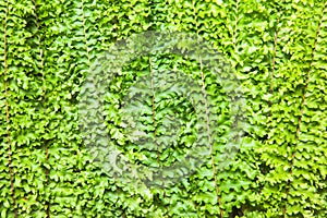 Fern leaf background close up