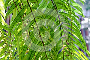 Fern leaf background and spore