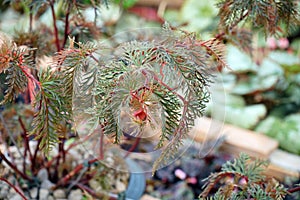 Fern leaf begonia, begnia bipinnatifida