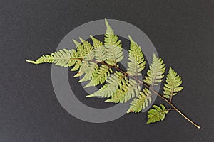 Fern leaf on the black background.