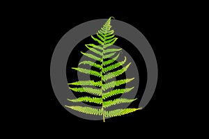 Fern leaf on a black background. Green plant with curly branches.