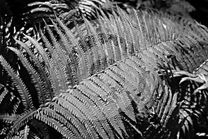 Fern leaf in black and white forest background