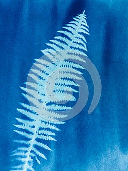 Fern leaf in blue print background. Cyanotype illustration
