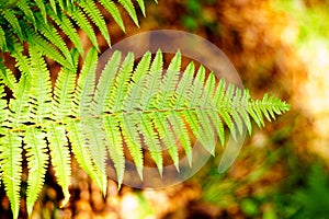 Fern leaf on a blurred background with a brownish purity. The essence of the forest of Central Eastern Europe.