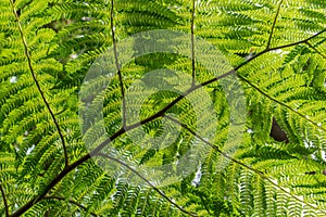 A fern leaf