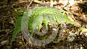 Fern Leaf