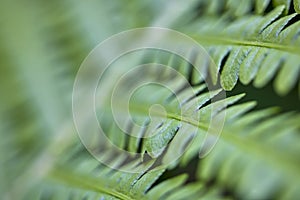 fern leaf close up