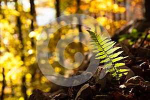 Fern leaf close up, autumn background