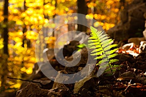 Fern leaf close up, autumn background. Autumn lansdscape