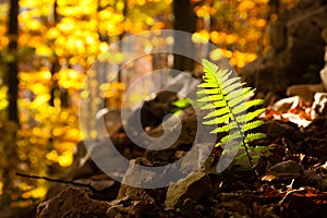 Fern leaf close up, autumn background. Autumn lansdscape photo